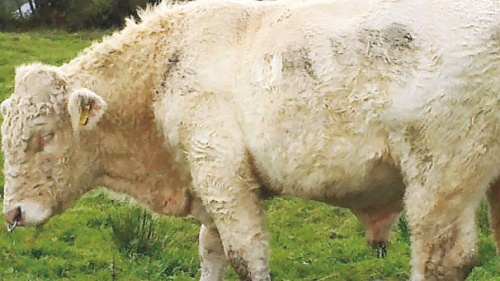 Haber | ‘Gay’ boğa kurtuldu